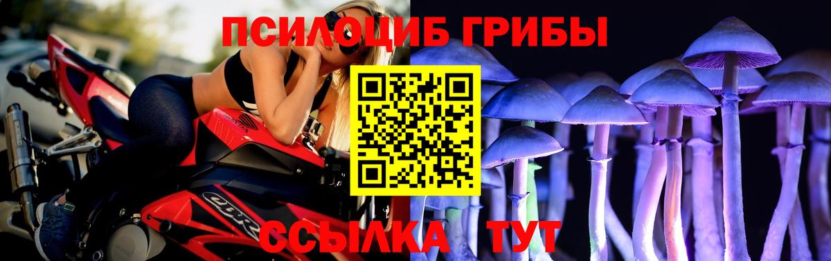 Псилоцибиновые грибы Psilocybine cubensis Гатчина
